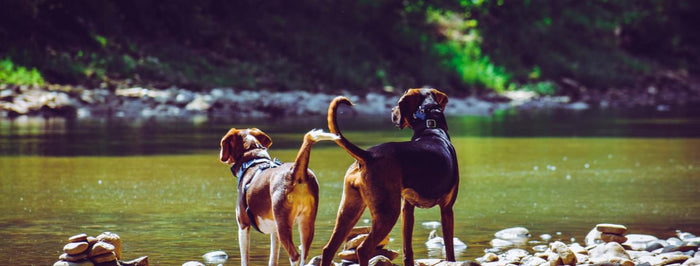 Is Every Dog Owner Using a GPS Pet Tracker?