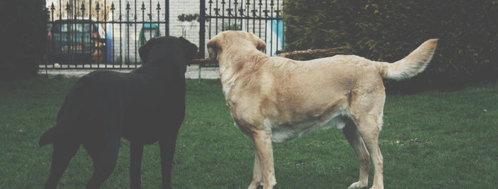 Is It Your First Time Using a GPS Tracker for Dogs?