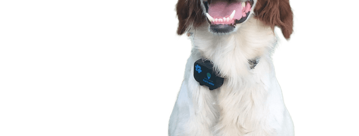 Could a GPS Tracker for Dogs Work for You?
