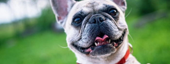 Improve Your Dog Walks With a GPS Pet Tracker