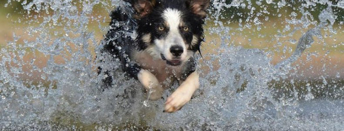 Keep an Eye on Your Furry Friend with a Tracker for Pets